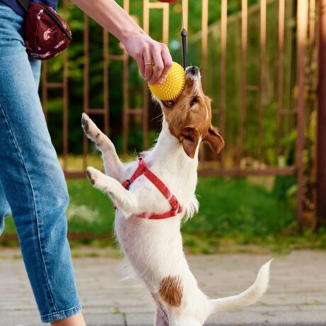 epicpaws-training-counter (4)